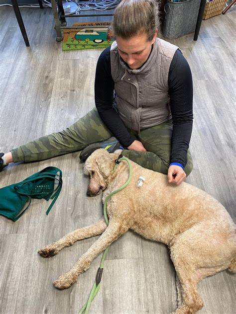 Animal Muscle Testing