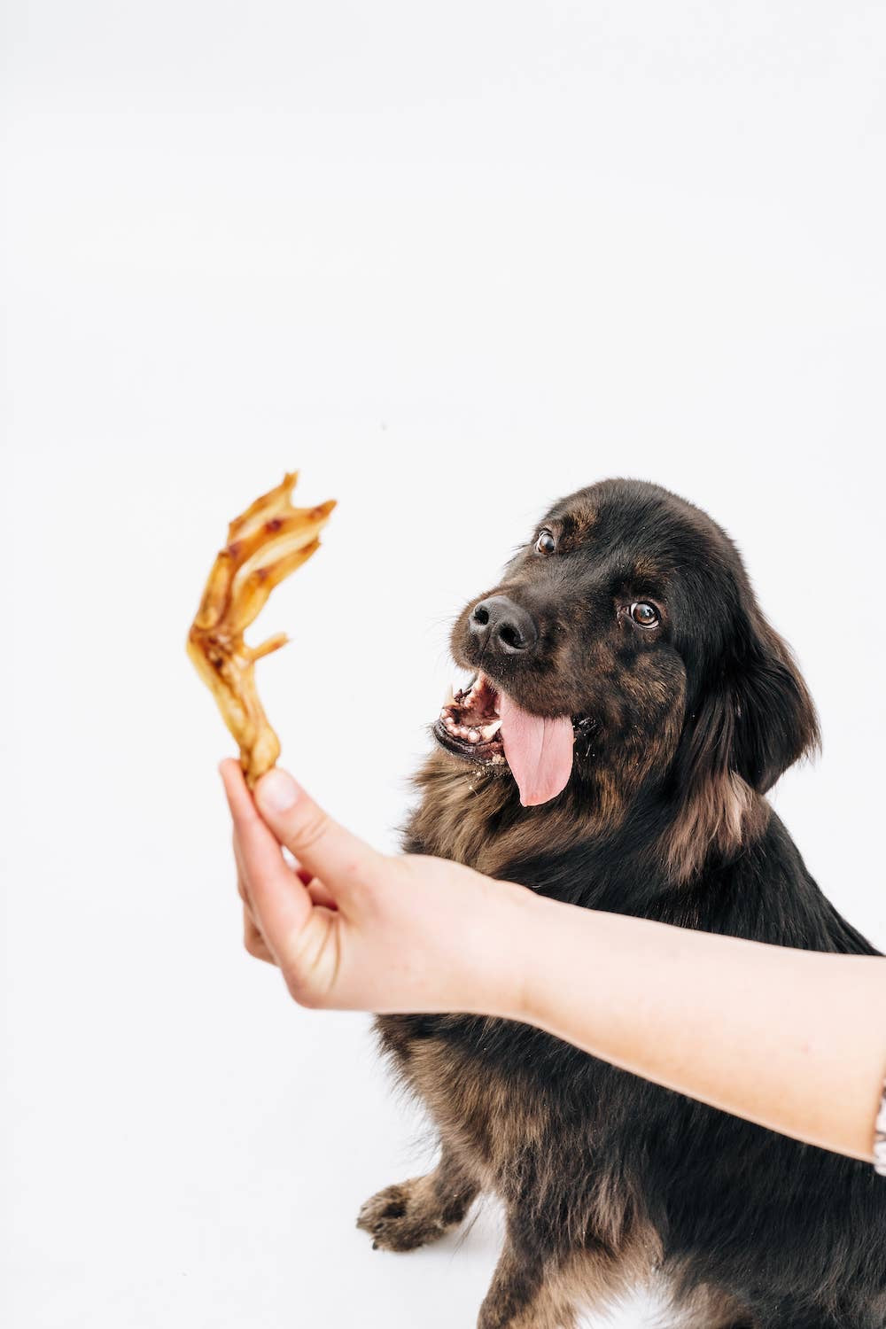 All-Natural Premium Dog Treats